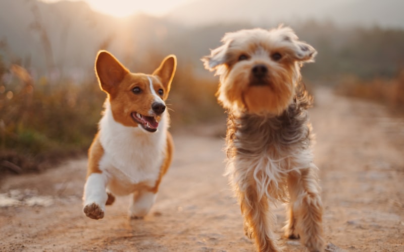 Best friends on a run