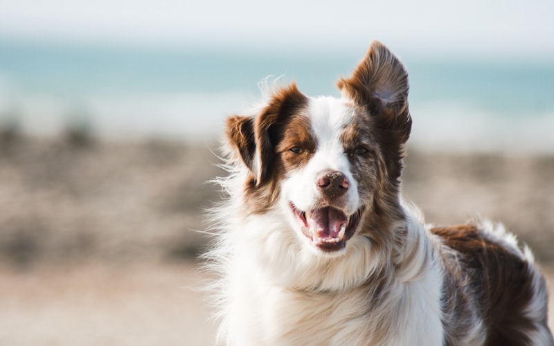 Pet education guide