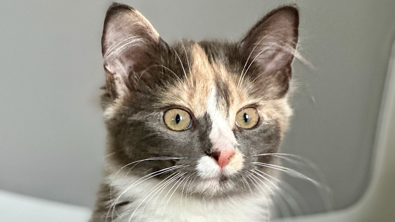 Cute calico kitten looking at camera