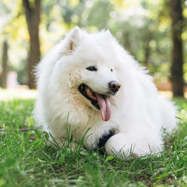 White Samoyed dog relaxing on grass