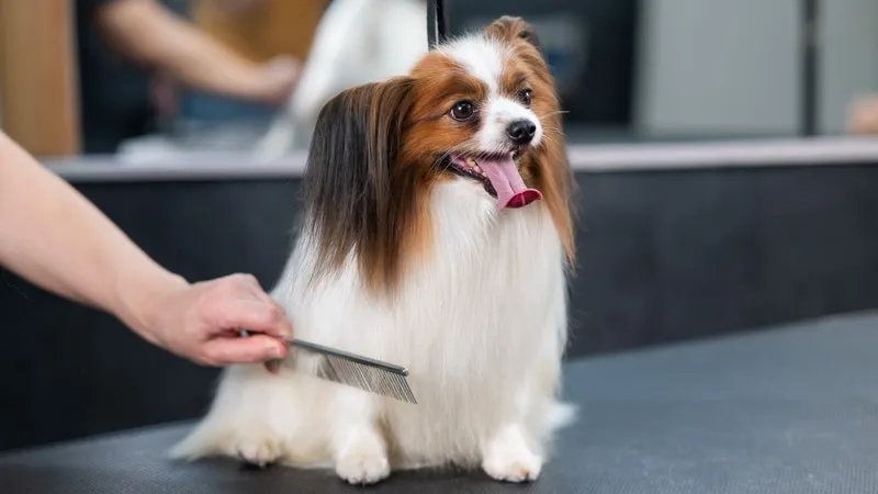 Grooming day