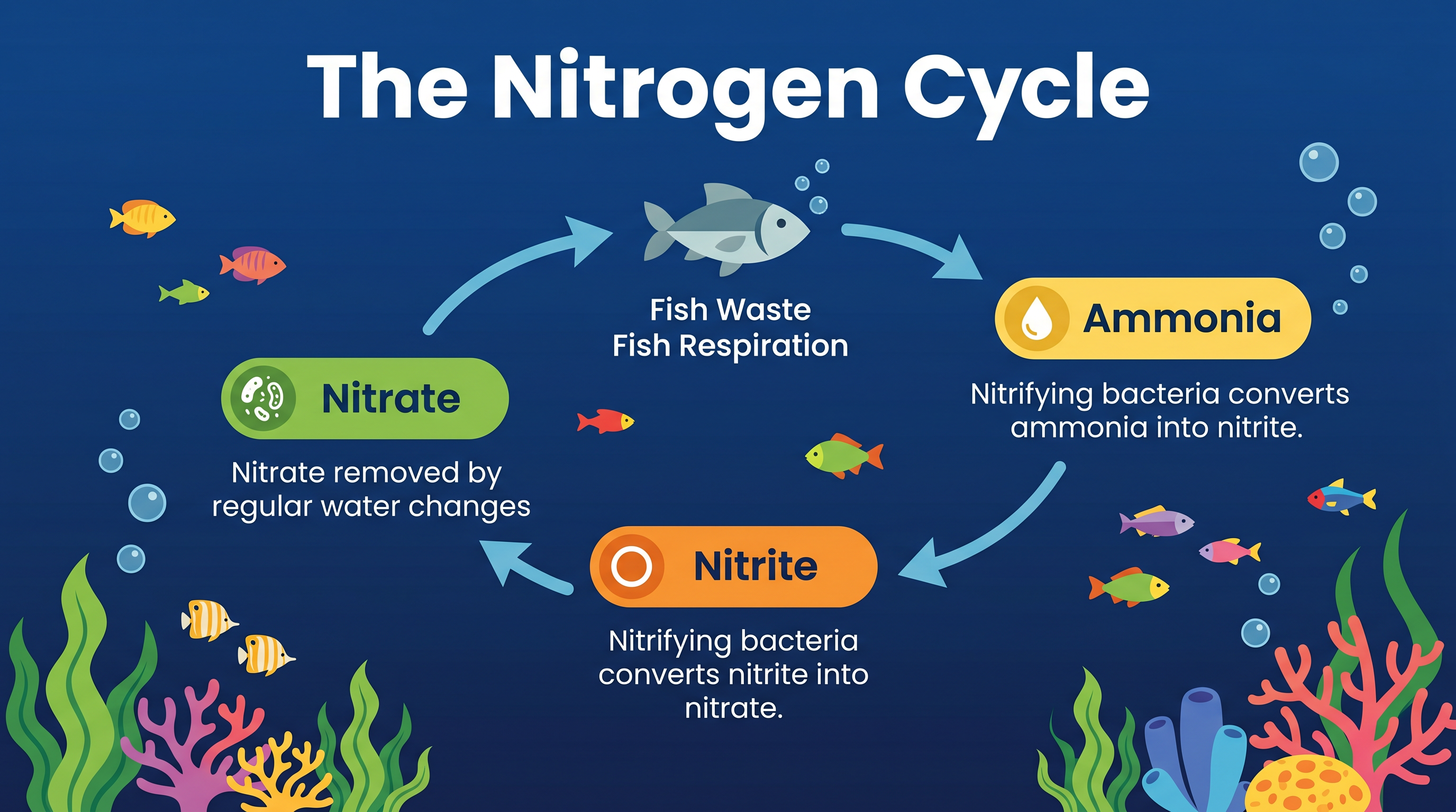 The Nitrogen Cycle Explained for Beginners