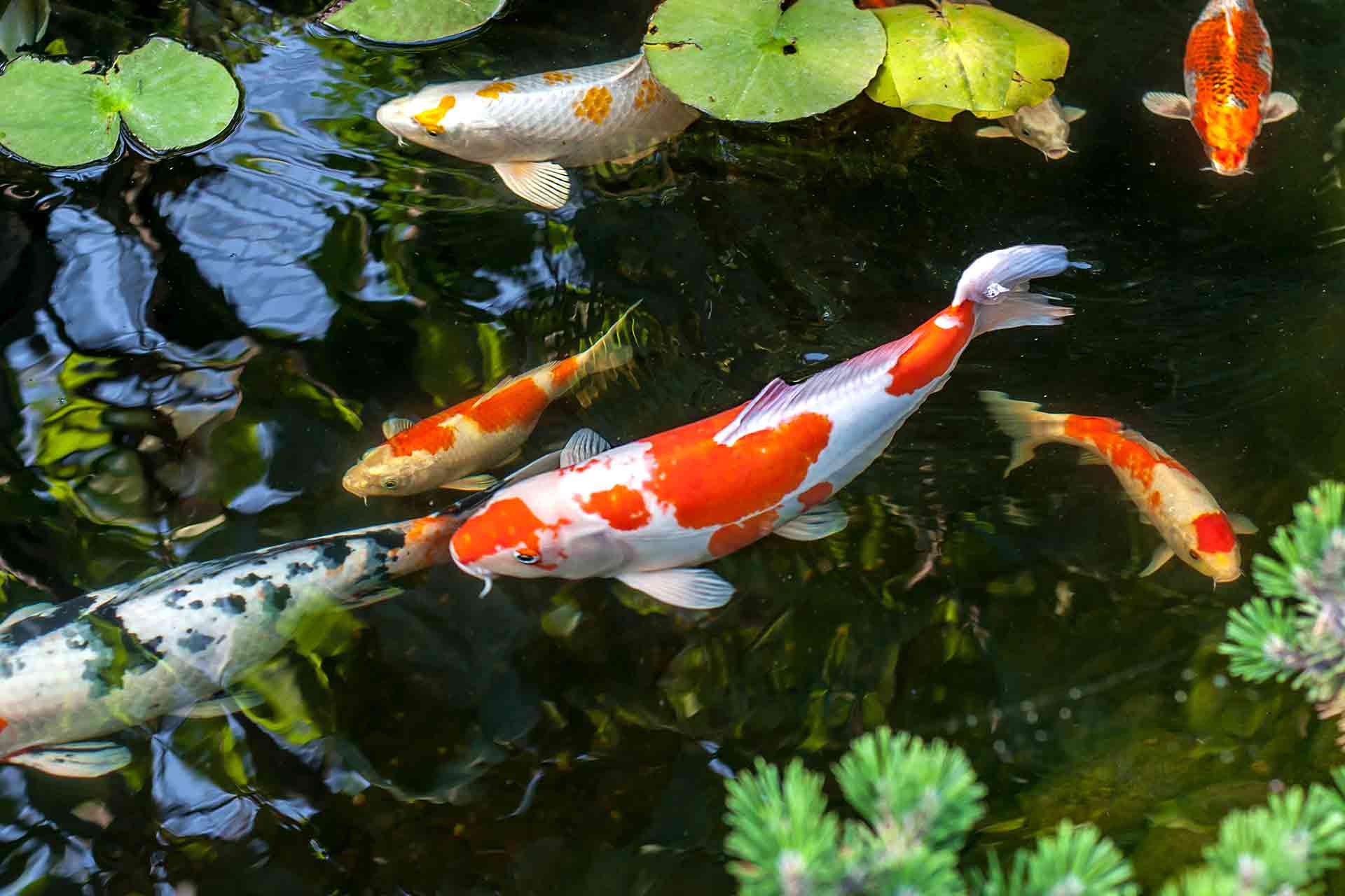 Starting a Backyard Fish Pond