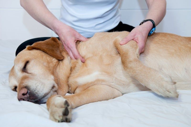 Professional pet spa & massage service
