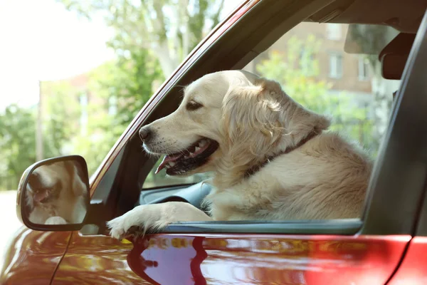 Professional pet taxi service