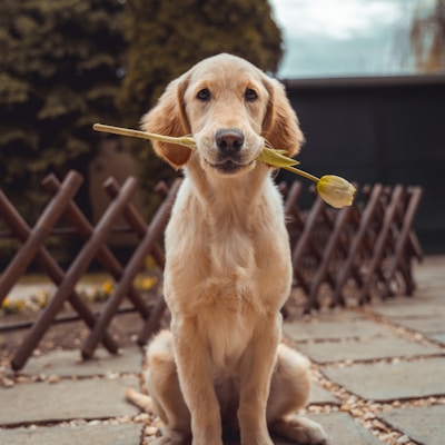 Happy Golden Retriever ready for trusted pet care