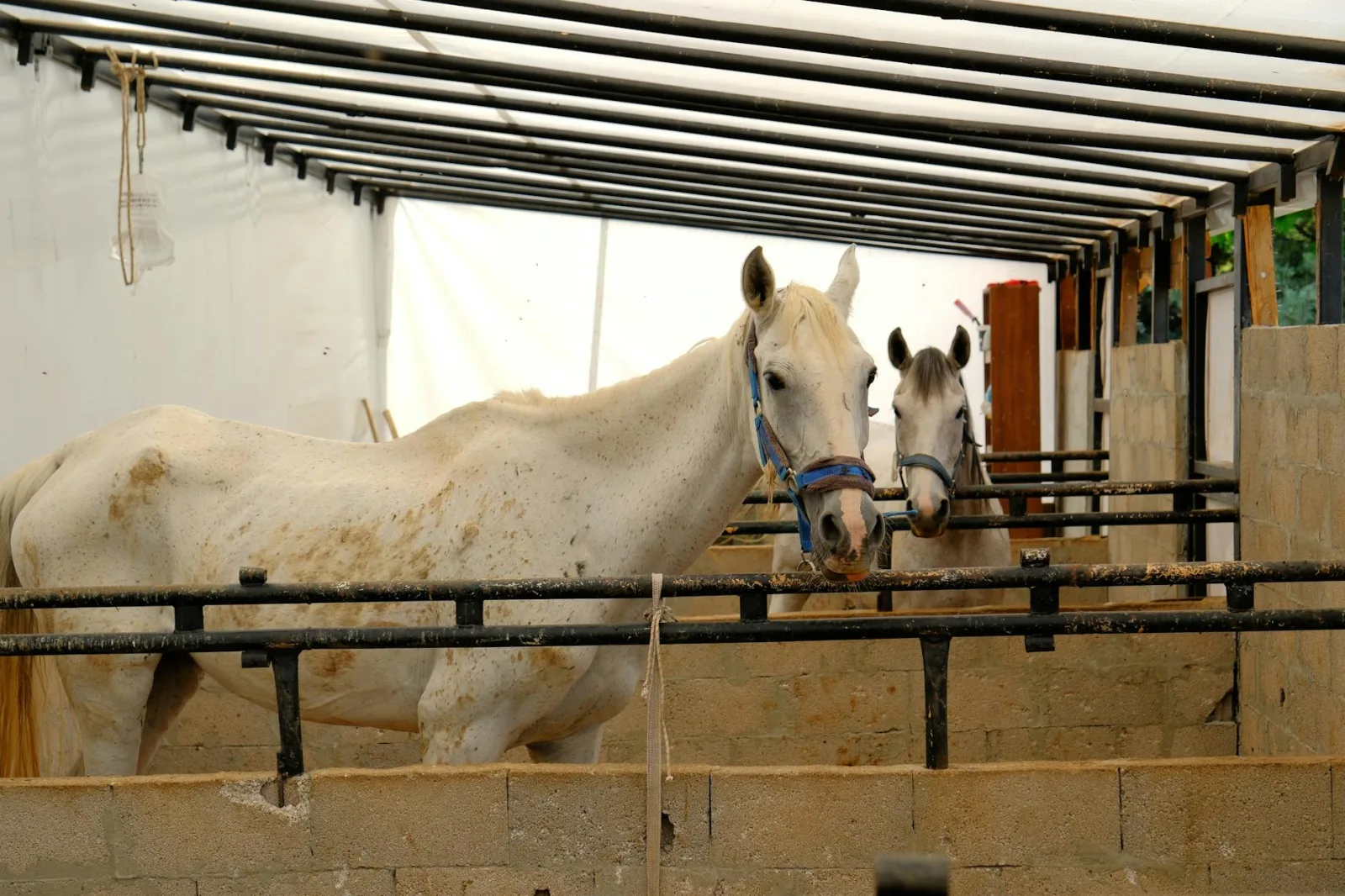 Daily Health Checks Every Horse Owner Should Do