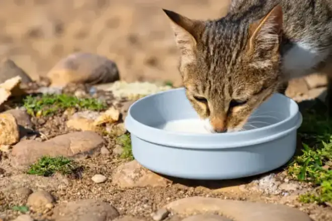 Pet Nutrition and Feeding: How to Actually Get It Right