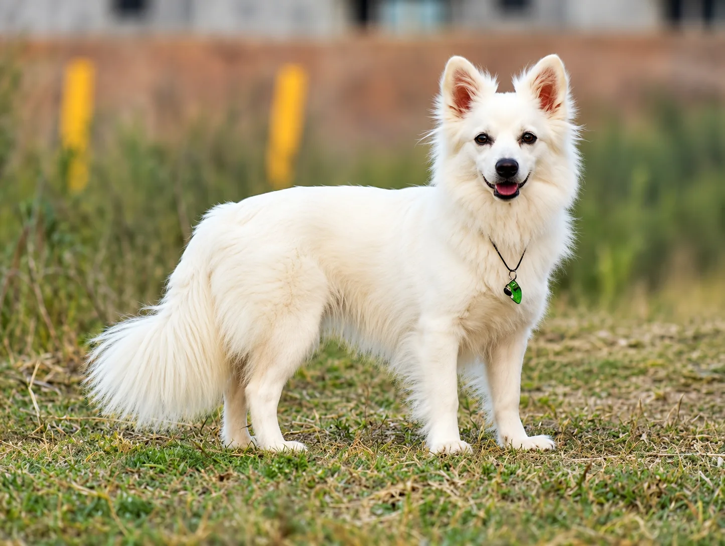Indian Spitz