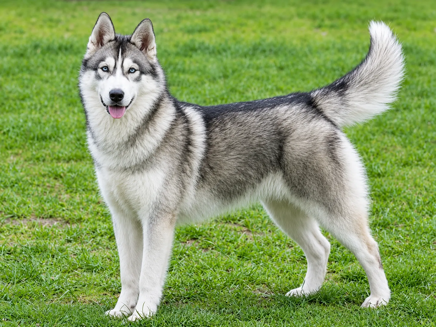 Siberian Husky