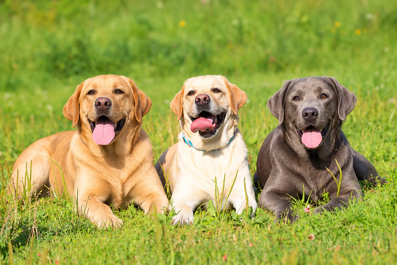 Labrador