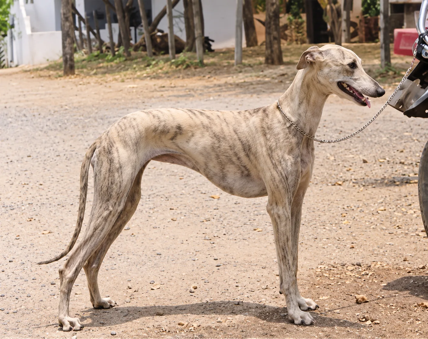 Rampur Greyhound