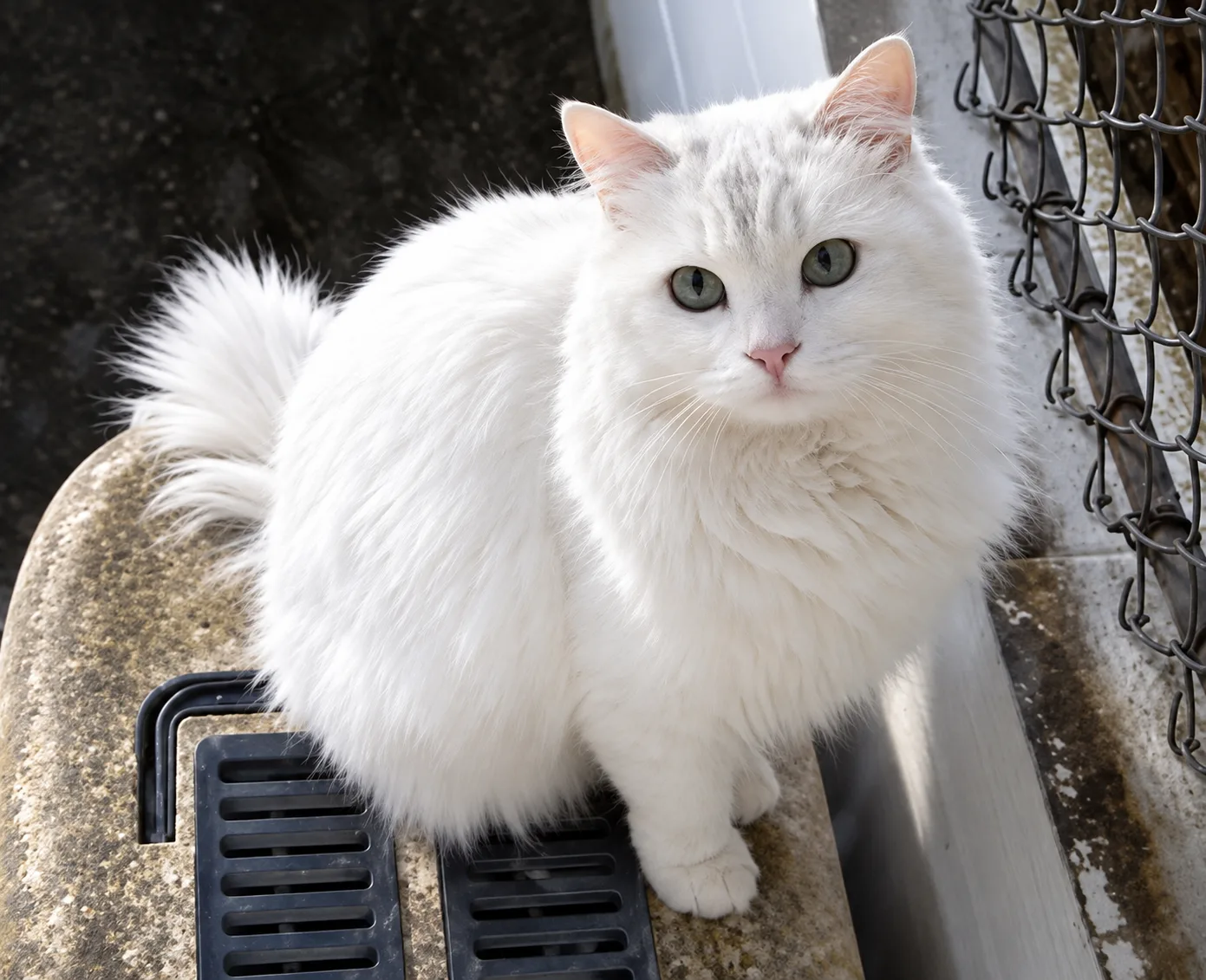 Turkish Angora
