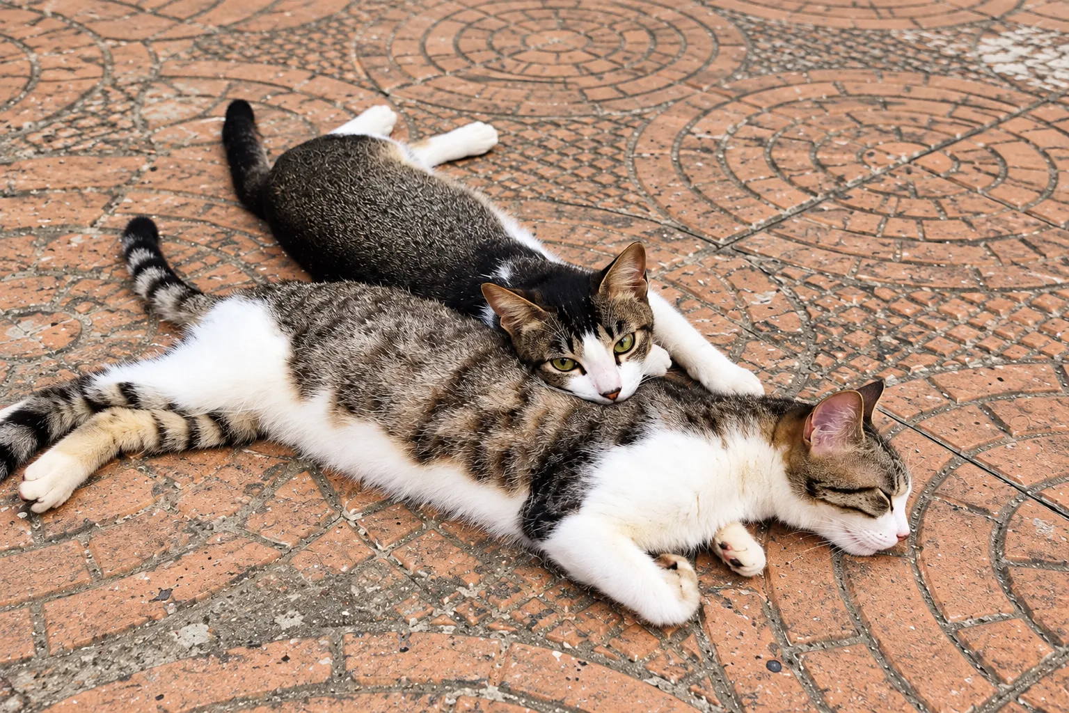 Indian Shorthair
