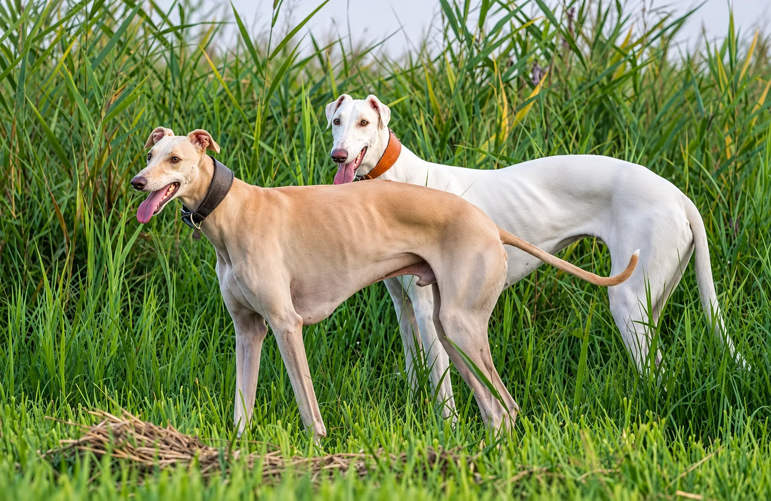 Rampur Greyhound