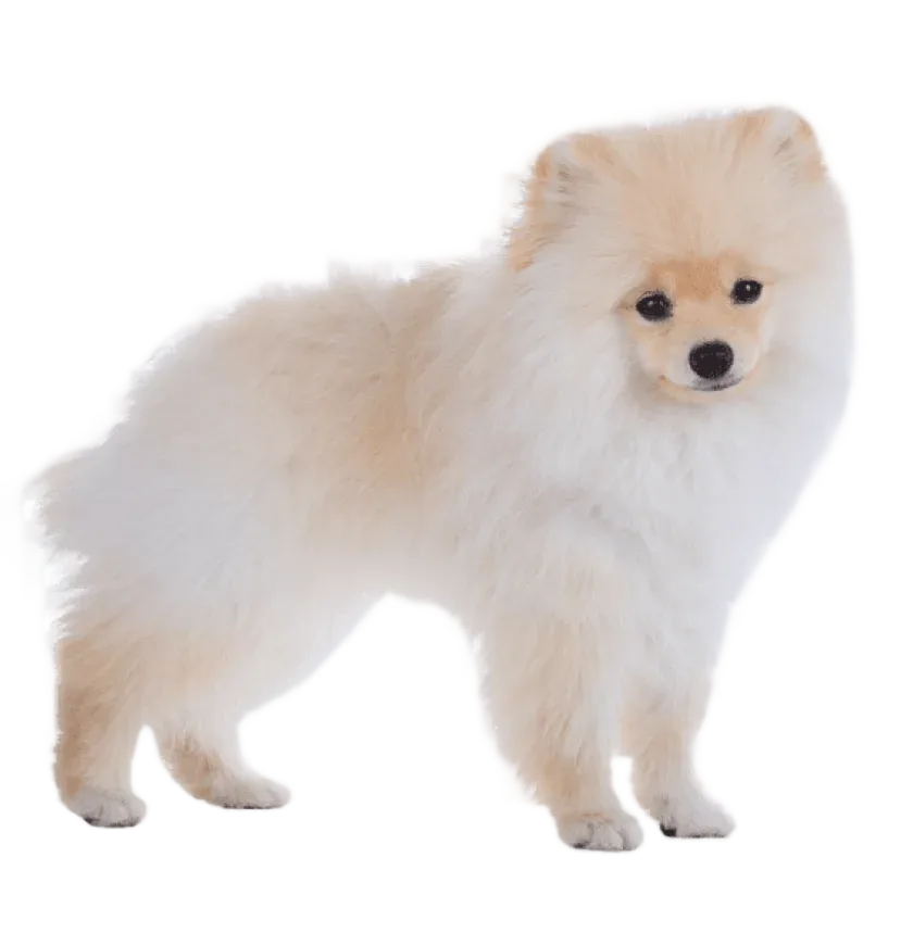 Pomeranian