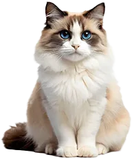 Ragdoll