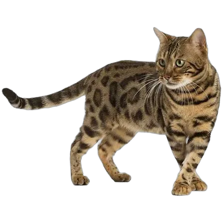 Bengal