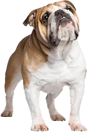 Bulldog