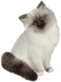 Himalayan