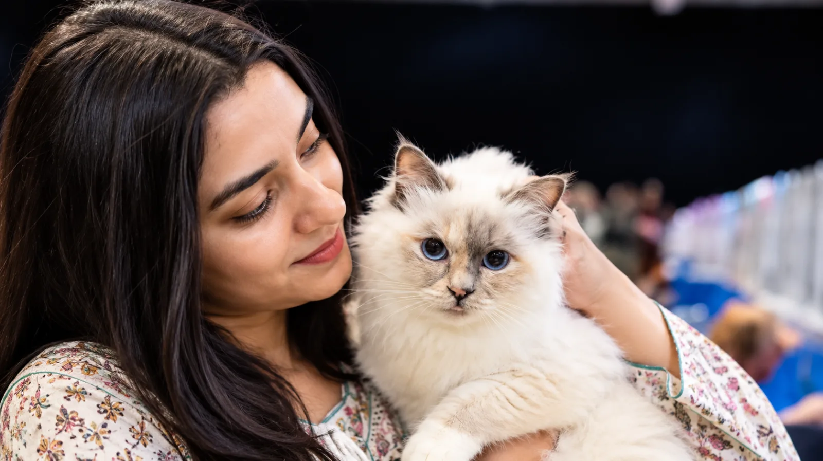 Birman grooming