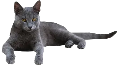 Quiet and Composed — Russian Blue