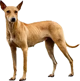 Indian Pariah Dog