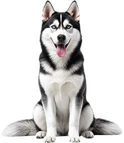 Siberian Husky