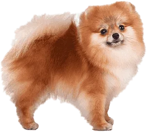 Pomeranian