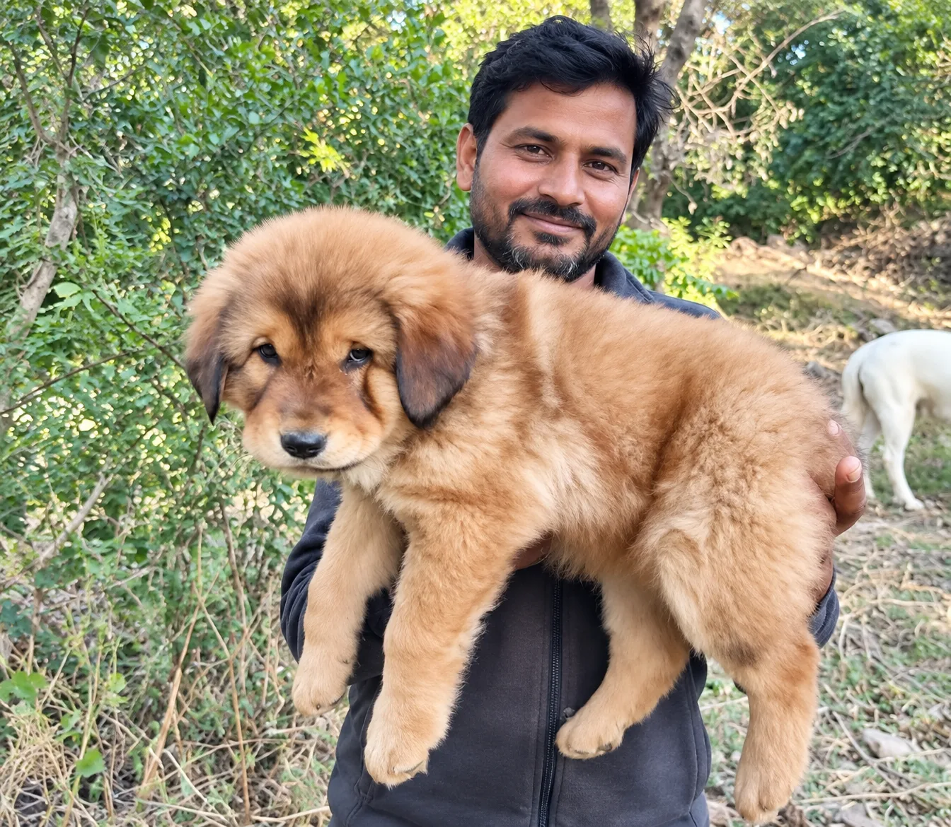 Gaddi Dog grooming