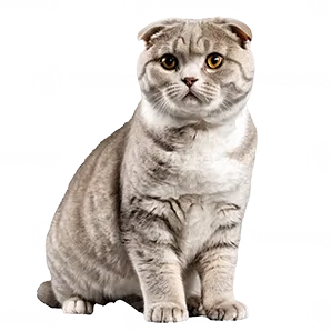 Gentle Homebody — Scottish Fold