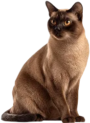 Burmese