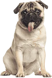 Pug