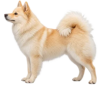 Indian Spitz