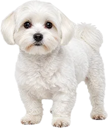 Maltese