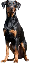 Sleek and Steadfast, Doberman