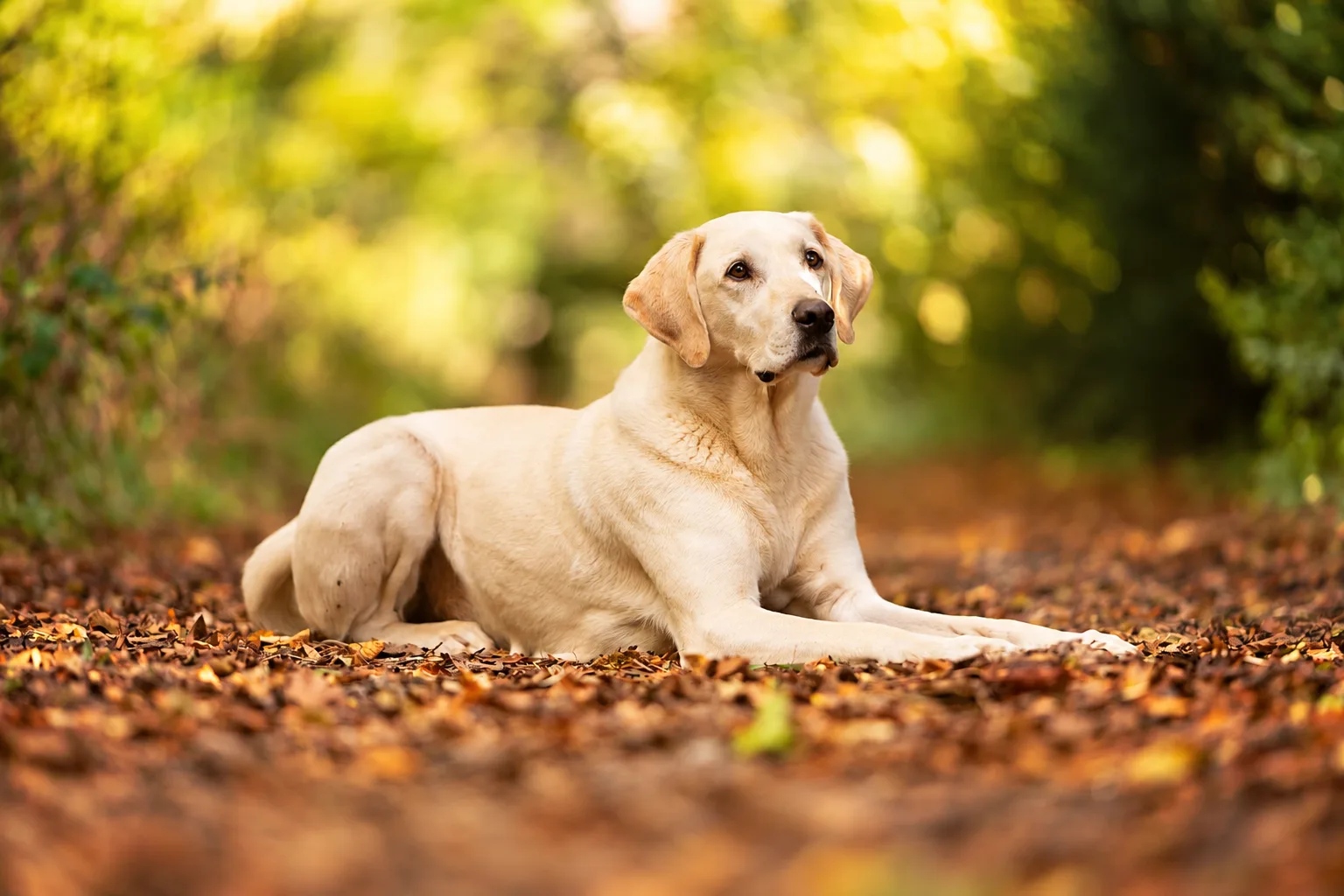 Labrador grooming