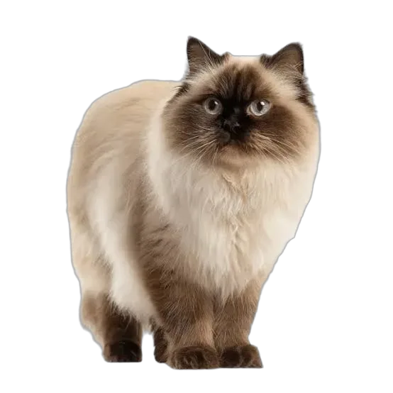 Himalayan