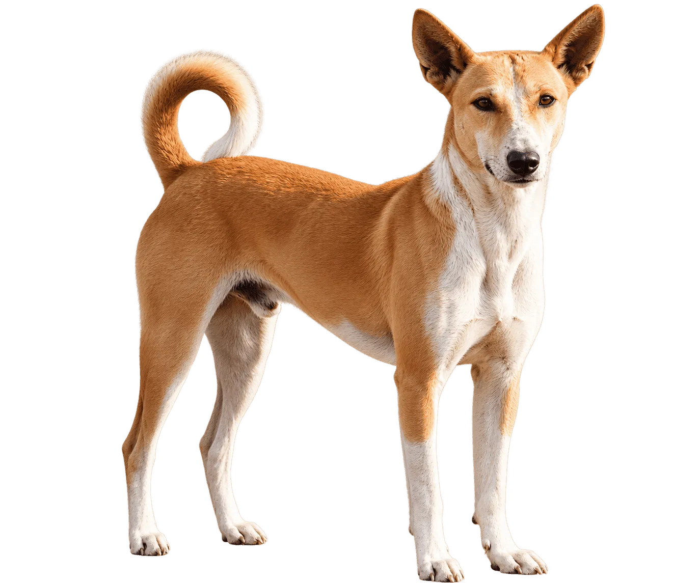 Indian Pariah Dog