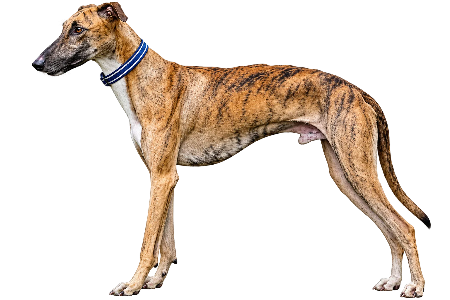 Royal Speed, Quiet Devotion — Rampur Greyhound