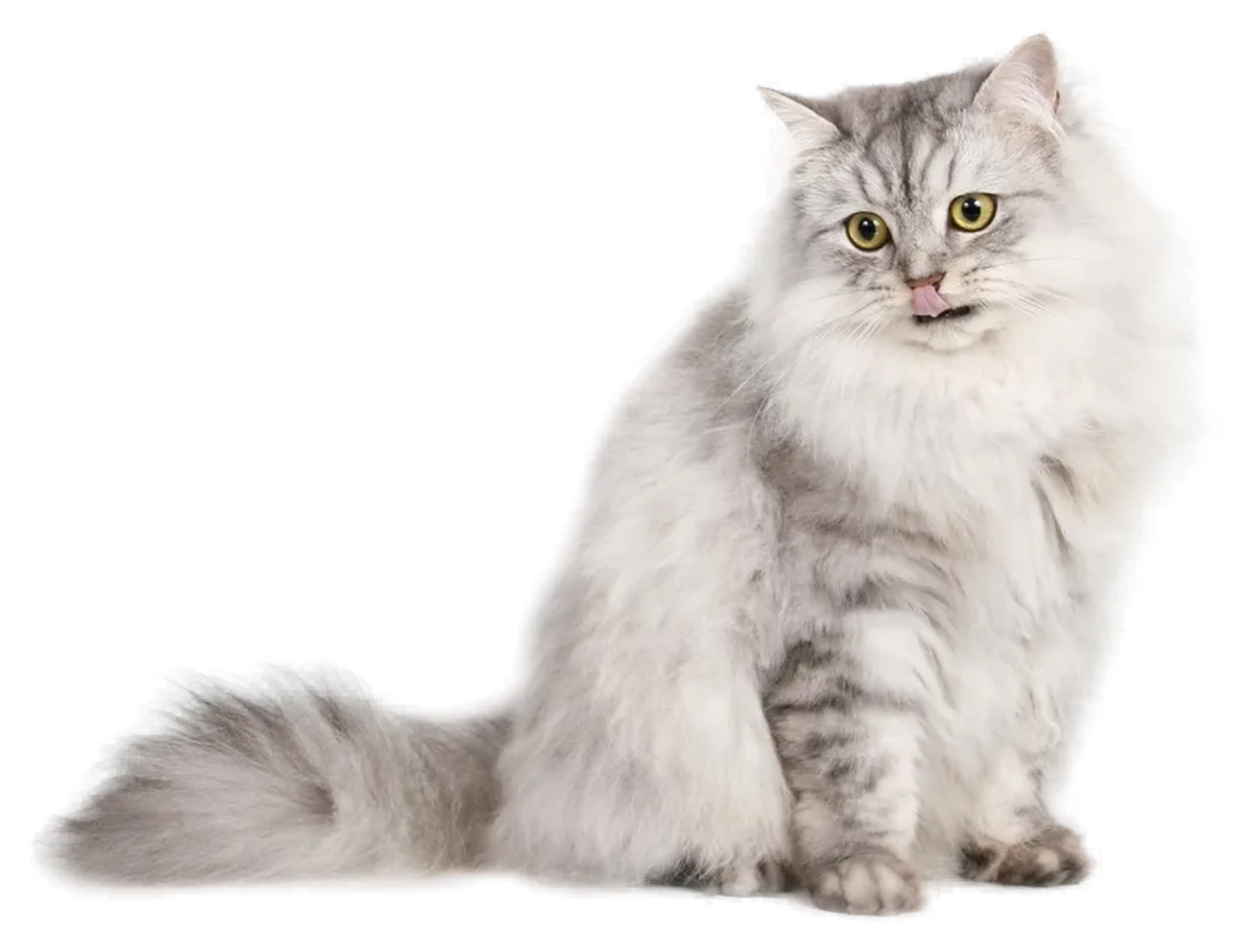 Persian