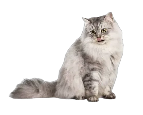 Persian