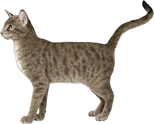 Sun-Loving Chatterbox — Siamese