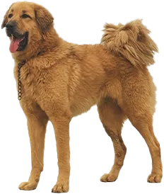 Gaddi Dog