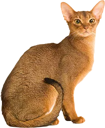 Abyssinian