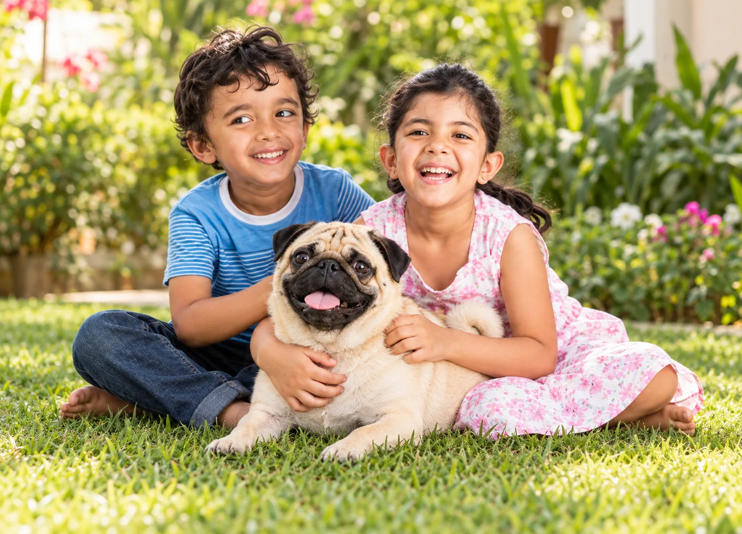 Pug grooming