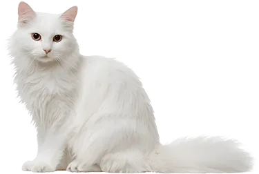 Graceful and Adaptable — Turkish Angora