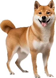 Shiba Inu