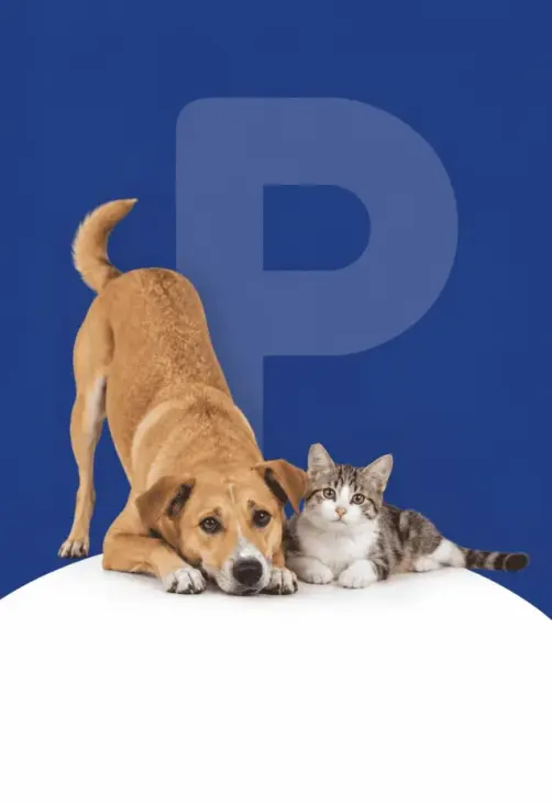 Microchip & Safety