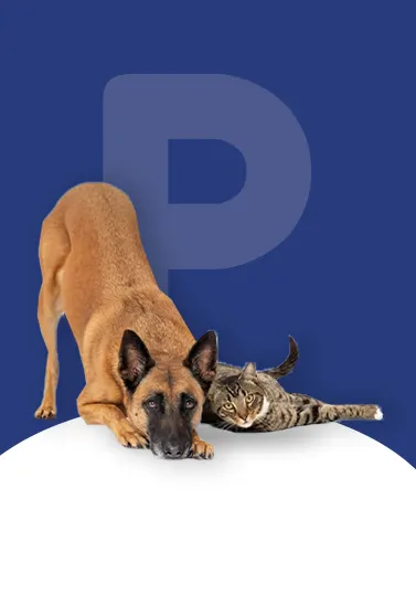 Microchip & Safety